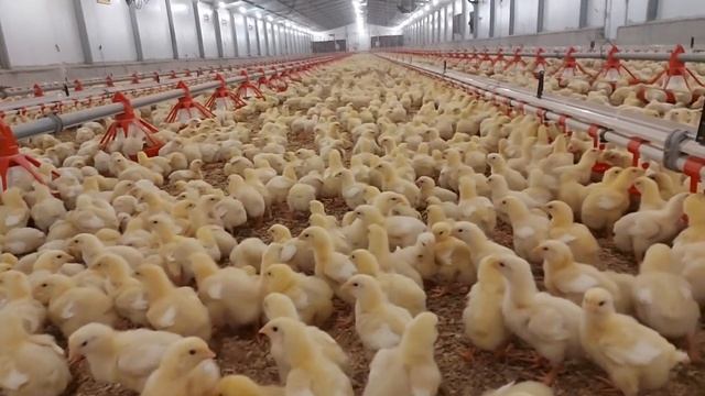 How to make broiler chicks grow to 200g in the first 7 days смотреть онлайн