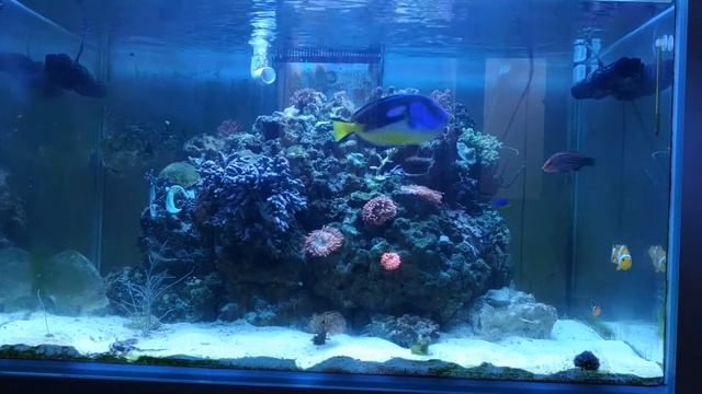 Море 500л. Amphiprion ocellaris. Ecsenius bicolor. Pseudocheilinus Hexataenia. Paracanthurus hepatu смотреть онлайн