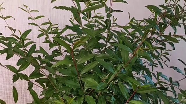 КОМНАТНЫЙ ГРАНАТ ИЗ СЕМЯН ПОСЛЕДСТВИЯ ЗИМОВКИ В ПОДВАЛЕ. смотреть онлайн