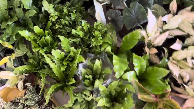 Цветы обрушились на нас...Кому веники из Эвкалипта? Опять Иллюстрис! смотреть онлайн