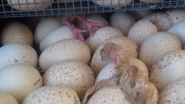 Инкубация индюшат и бройлеров смотреть онлайн