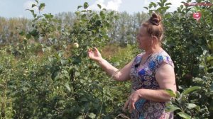 Сорта яблонь для Cибири на примере урожая #urozhainye_gryadki