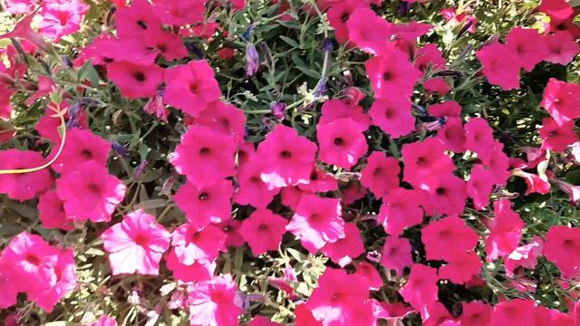 Supertunia Vista- Jak Dbać O Surfinie Po Naszym Urlopie, żeby Cieszyć Się Bujnym Kwitnieniem.