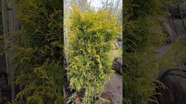 БЛОКИ ЖИВОЙ ИЗГОРОДИ ИЗ БРАБАНТ смотреть онлайн