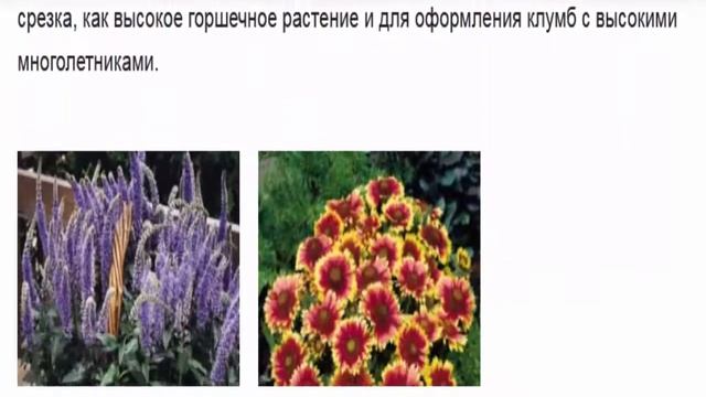Гайлардия, дельфиниум, физостегия, шалфей и т. д. Экспресс-многолетники, цветущие в год посева. смотреть онлайн