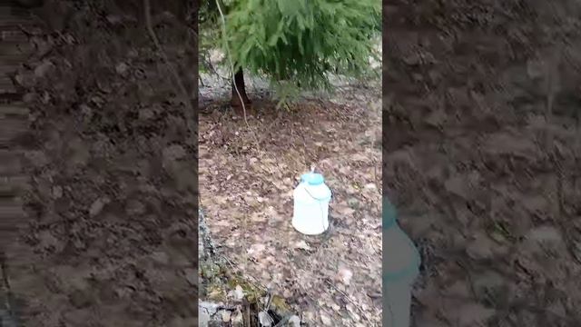 Фермерский дворик