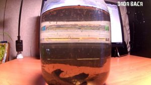 Живой корм для аквариумных рыбок собственного разведения Чертики! [#Корм для рыбок]