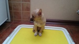 Как я учил щенка чихуахуа ходить на пелёнку