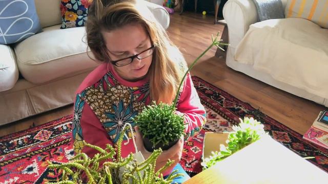 Cape Town Plant Swap Plant Haul смотреть онлайн