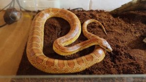 Маисовый полоз – плюсы и минусы. Змея для начинающих