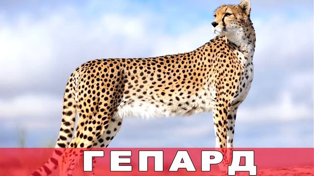 Дикие Кошки ч.1 Видео для Детей. [Детям TV] смотреть онлайн