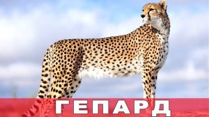 Дикие Кошки ч.1 Видео для Детей. [Детям TV]