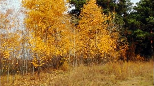Краски Осеннего Леса смотреть онлайн