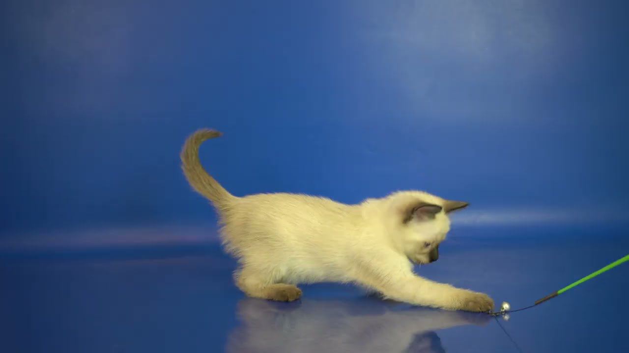 Тайская девочка Vanilla Gamlet, 1,5 месяца, сил-пойнт, https://www.thaigamlet.ru/kotyata/ смотреть онлайн