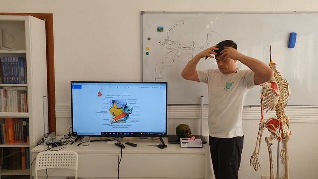 Движение костей черепа при дыхании смотреть онлайн