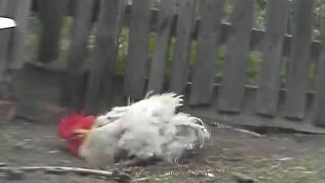 Символ года 2017-Купание петуха смотреть онлайн