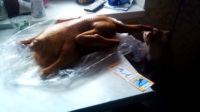 Жесть !!! сфинкс ворует гуся !!! смотреть онлайн