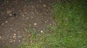 Как поймать выползка. Ловлю выползков на даче, что бы ловить на них на Рыбинке!