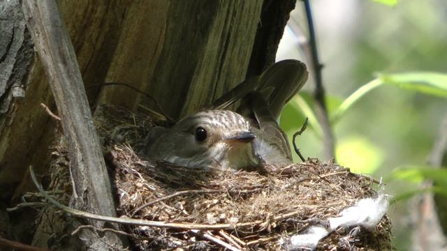 Птицы  Серая мухоловка гнездо и кладка яиц, Gray Flycatcher In The Nest