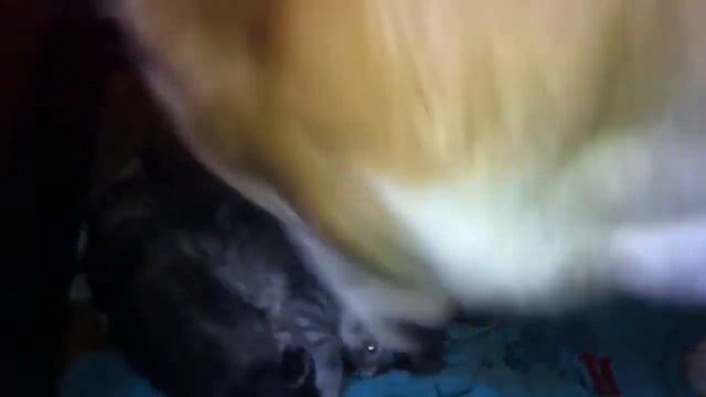 Алабай и котята смотреть онлайн
