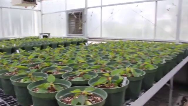 What? Planting Poinsettias in the Greenhouse in August!? смотреть онлайн