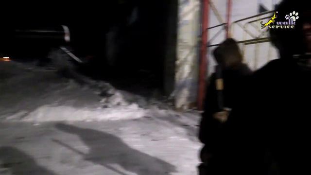 Ненецкая оленегонная лайка, оленегонка смотреть онлайн