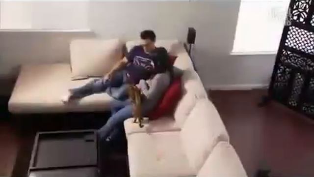 Бенгальская кошка смотреть онлайн