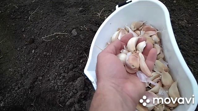 Посадка ярового и озимого чеснока. смотреть онлайн