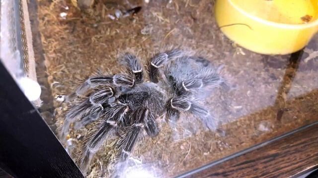 ЛОШАДИНЫЙ ПАУК ПТИЦЕЕД Lasiodora parahybana смотреть онлайн