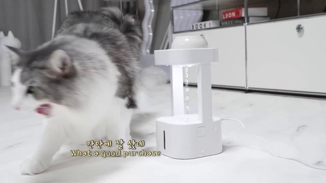 무중력 가습기를 본 고양이의 반응 ㅋㅋㅋ смотреть онлайн