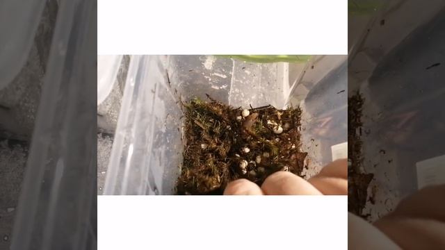 Ахатина Ретикулята вылуп малышей❤️ Сравнение яиц улиток  Ахатин и Архахатин?