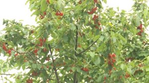 Черешня Красная Горка