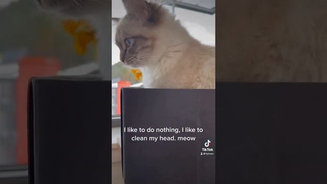 ragdoll cat like to do nothing #ничегонеделание #minddetox #белыйлист смотреть онлайн