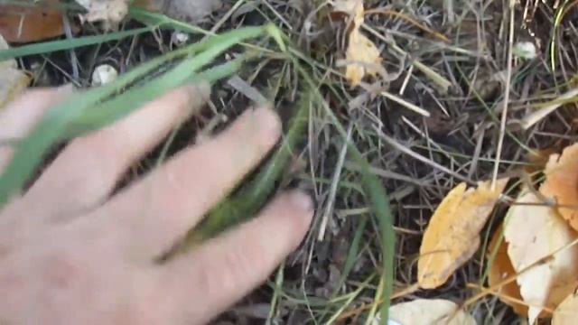 ПОДТОПОЛЬНИКИ Часть вторая смотреть онлайн