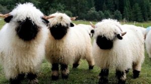 Валлийские Черноносые Овцы особенности и все что нужно знать о породе | Овцеводство