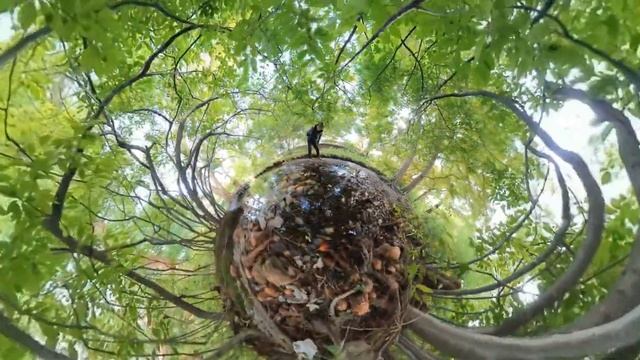 Arnold Arboretum, Goldsmith Brook #1 Panorama 4K смотреть онлайн