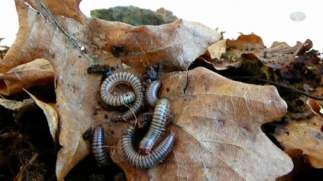 Кивсяк Tonkinbolus caudulanus смотреть онлайн