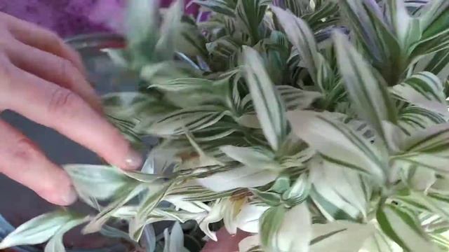 *Традисканция* (зебрина)- весна пересадка. Полезно всё знать. смотреть онлайн