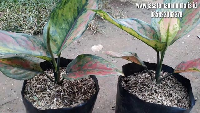 Jual Tanaman Aglaonema Heng heng / Aglonema Unik смотреть онлайн