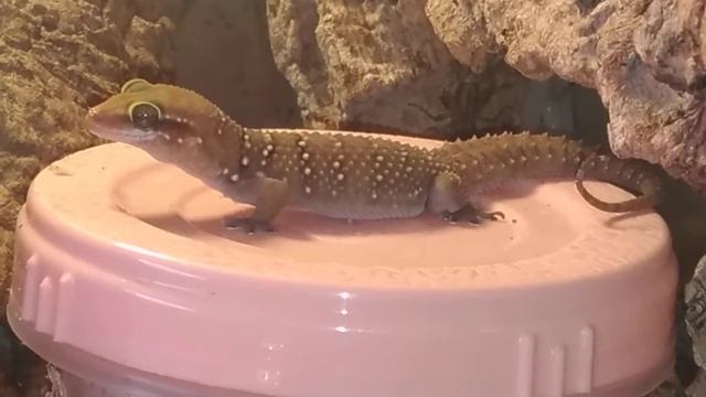 Hemidactylus triedurus смотреть онлайн