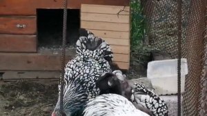 Порода кур Виандот. Достоинства и недостатки