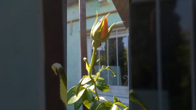 Розы на моей даче. Часть 2. смотреть онлайн