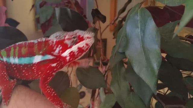 When a Chameleon trusts you :) смотреть онлайн