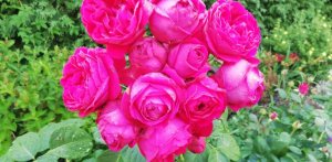 РОЗЫ НАЧИНАЮЩИМ. КАК НАРАСТИТЬ БАЗАЛЬНЫЕ ПОБЕГИ