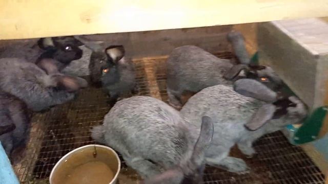 Крольчата породы полтавское серебро . смотреть онлайн