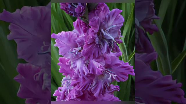 Красота гладиолусов 🌺 смотреть онлайн