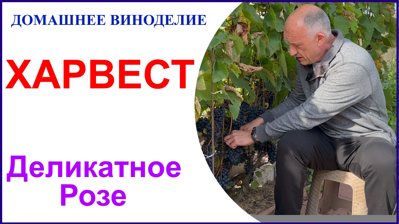 Харвест 2023. Праздник сбора урожая и немного о планах смотреть онлайн