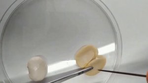 7 класс. Биология. Строение семян однодольных и двудольных растений