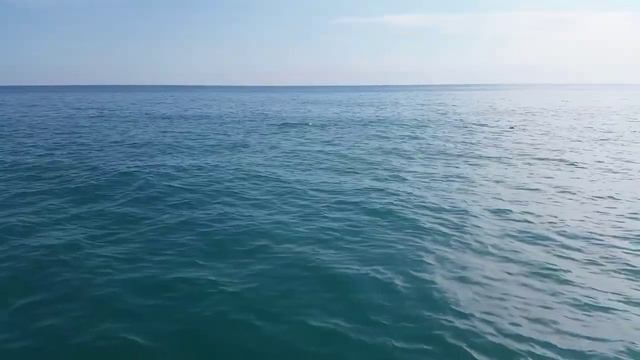 А мы видели дельфинов в Черном море !!! Ощущения непередаваемые ! смотреть онлайн