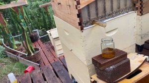 Очередной слив меда С ПОДРОБНОСТЯМИ с австралийского улья - collecting honey from  Flow Hive - 168